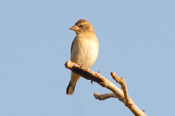 Baya Weaver