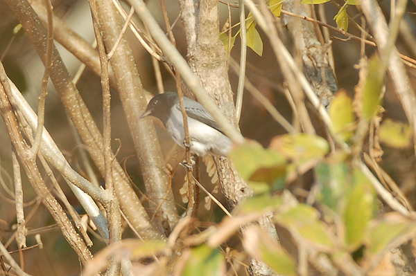 Black-headed Cuckoo-shrike