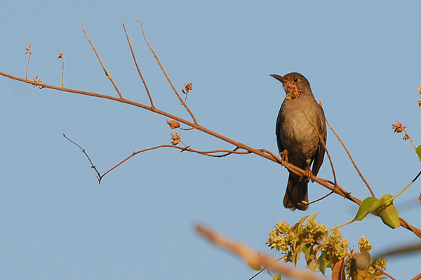 Asian Blackbird