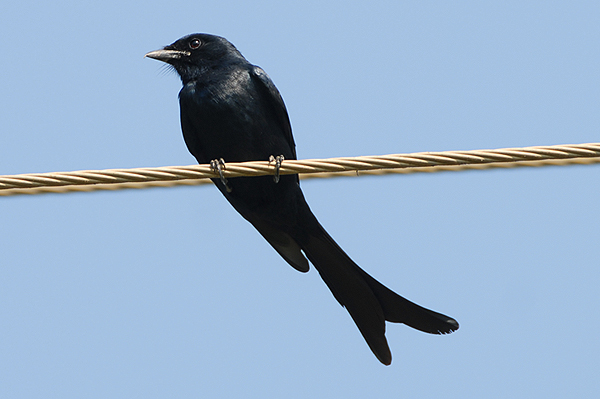 Black Drongo