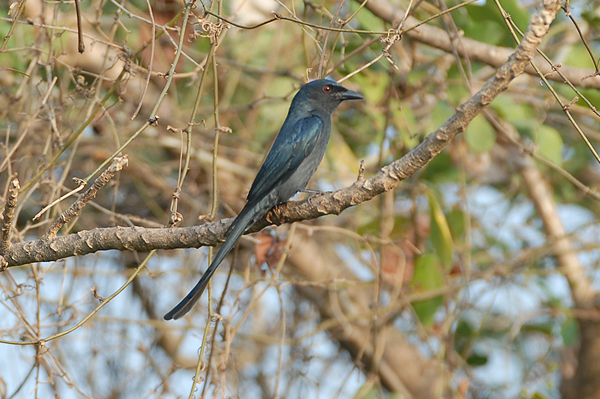 Black Drongo