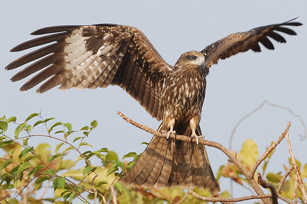 Black Kite