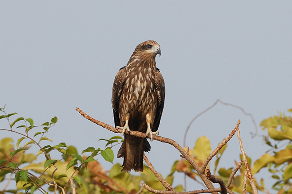 Black Kite