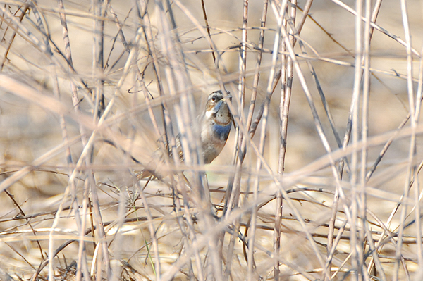 Bluethroat