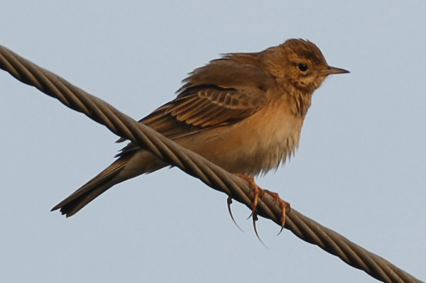 Blyth's Pipit