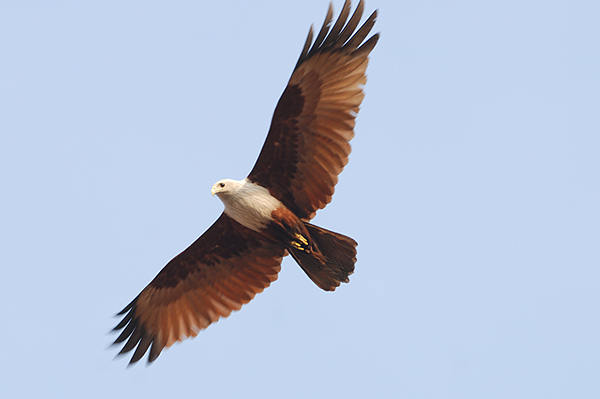 Brahminy Kite