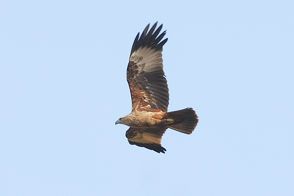 Brahminy Kite