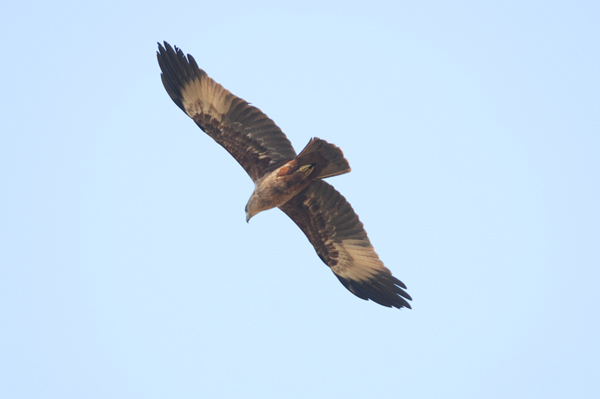 Brahminy Kite