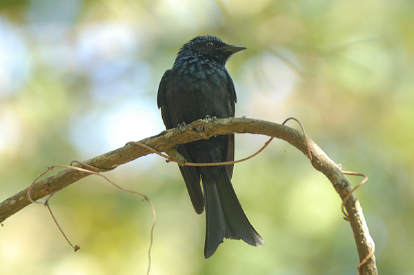 Bronzed Drongo 