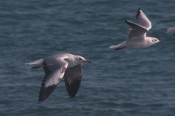 Brown-headed Gull