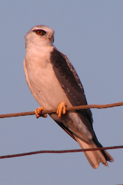 Black-shouldered Kite