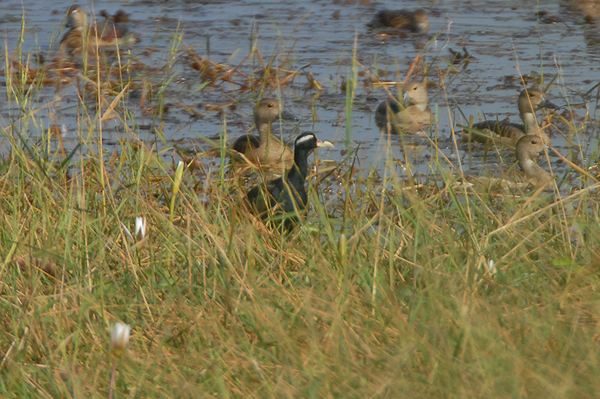 Bronze-winged Jacana