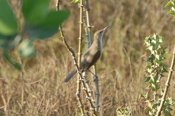 Clamorous Reed Warbler