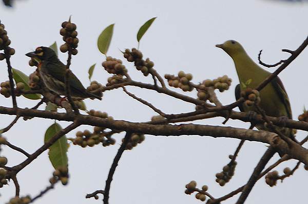 Coppersmith Barbet