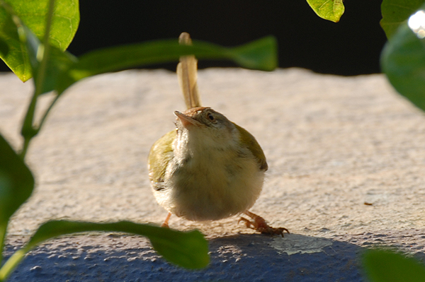 Common Tailorbird