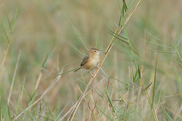 Zitting Cisticola