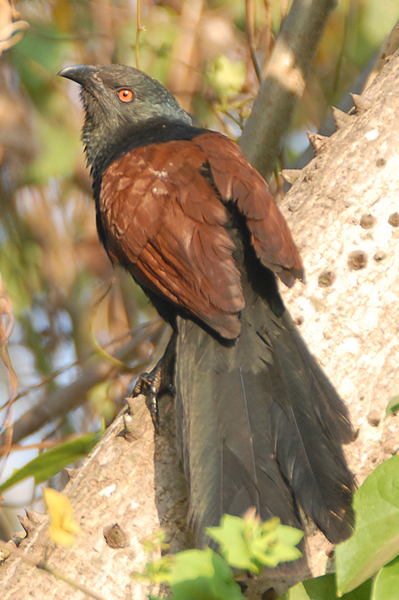 Greater Coucal