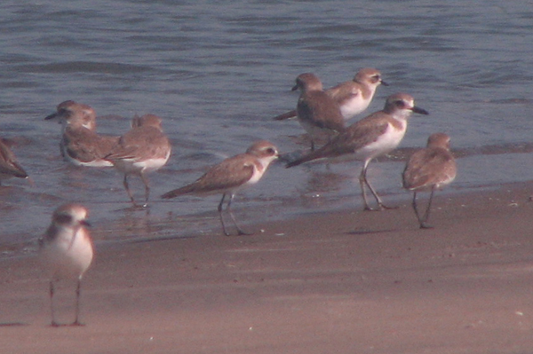 Greater Sandplover