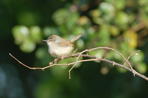 Grey-breasted Prinia