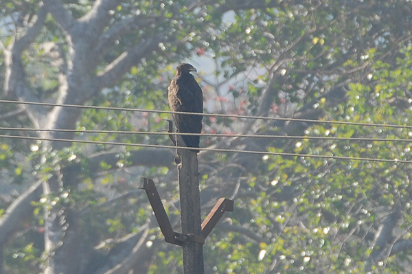 Greater Spotted Eagle