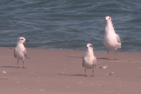 Gull-billed Tern
