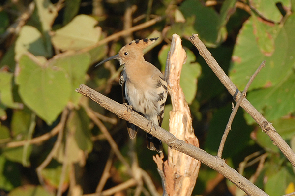Hoopoe