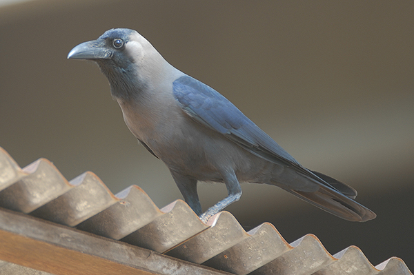 House Crow