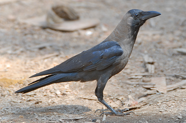 House Crow