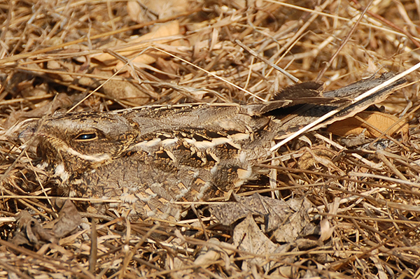 Indian Nightjar