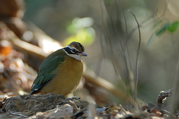 Indian Pitta