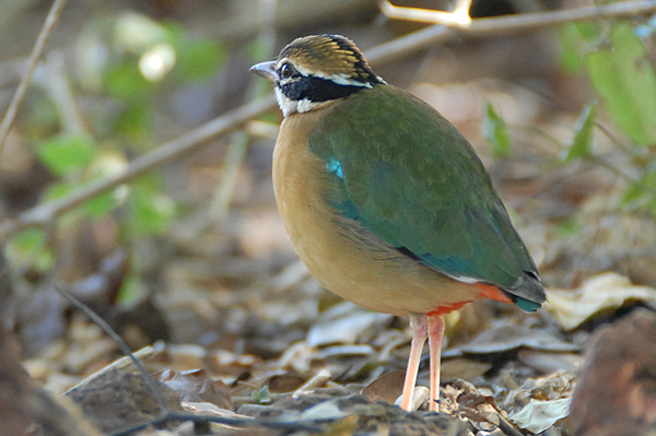 Indian Pitta