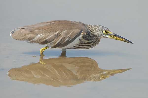 Indian Pond Heron