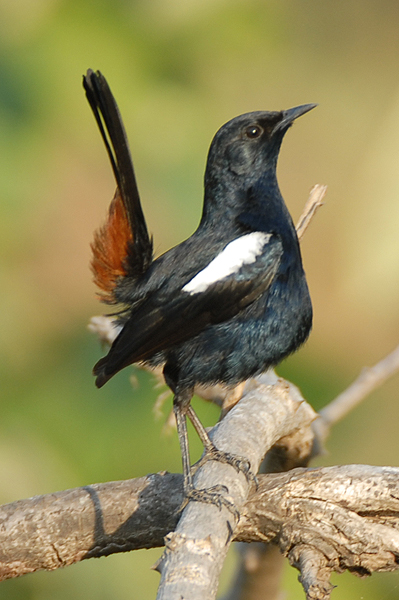 Indian Robin