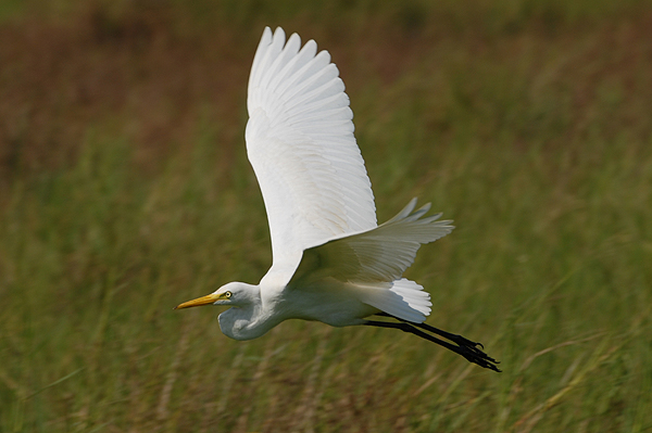 Intermediate Egret