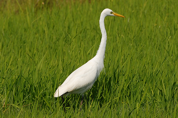 Intermediate Egret