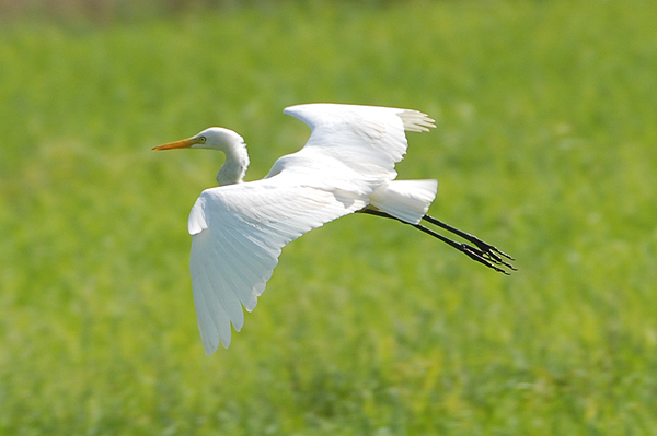 Intermediate Egret