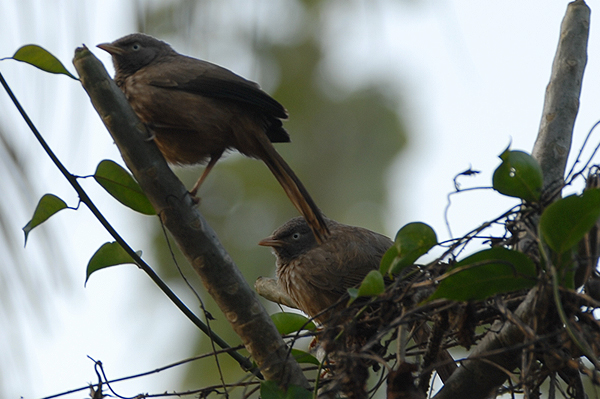 Jungle Babbler