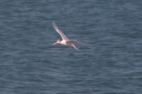 Lesser-crested Tern