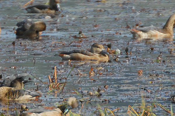 Lesser Whistling Duck