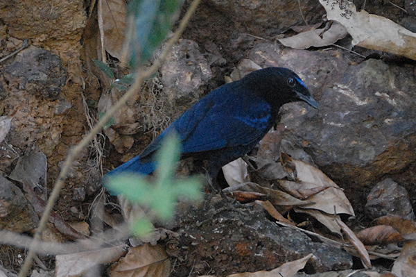 Malabar Whistling Thrush