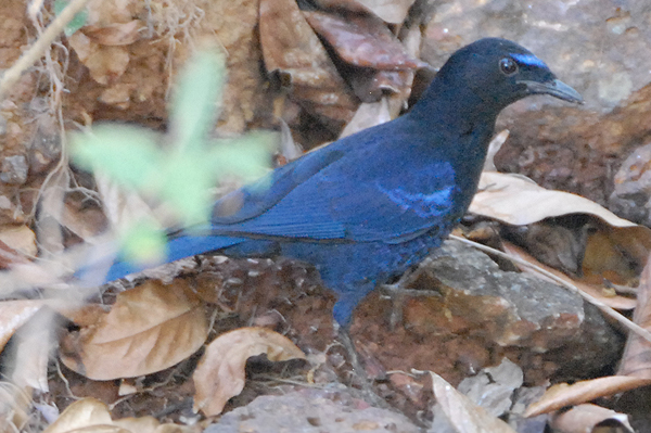 Malabar Whistling Thrush