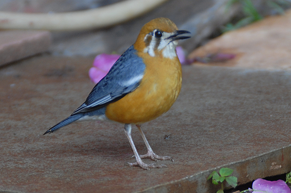 Orange-headed Thrush