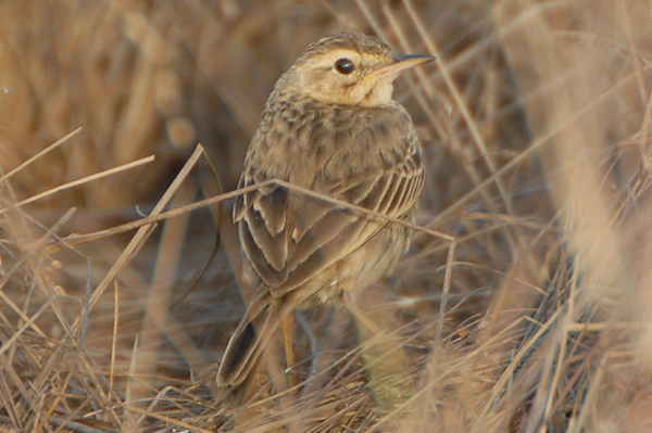 Paddyfield Pipit