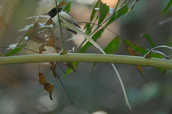 Asian Paradise Flycatcher