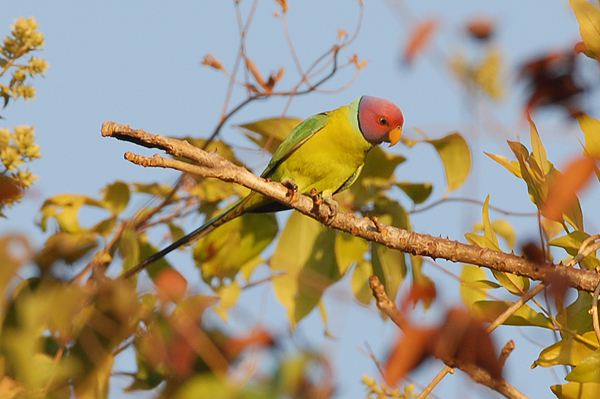 Plum-headed Parakeet