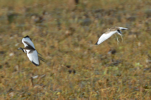 Pheasant-tailed Jacana