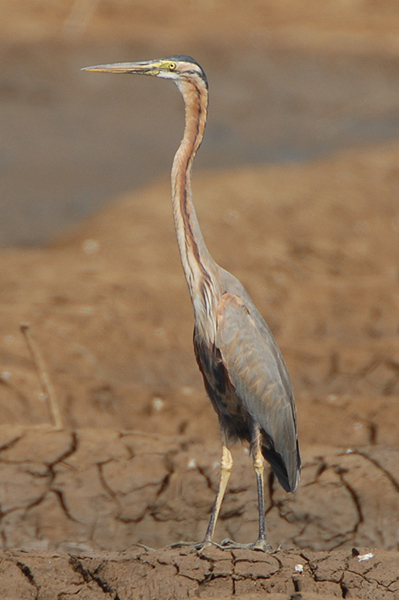 Purple Heron