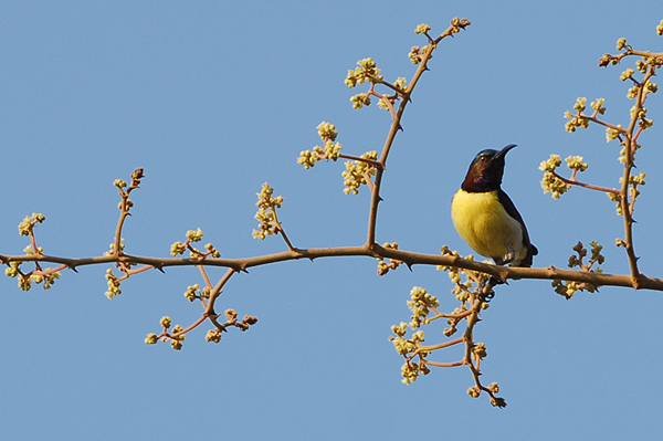 Purple-rumped Sunbird