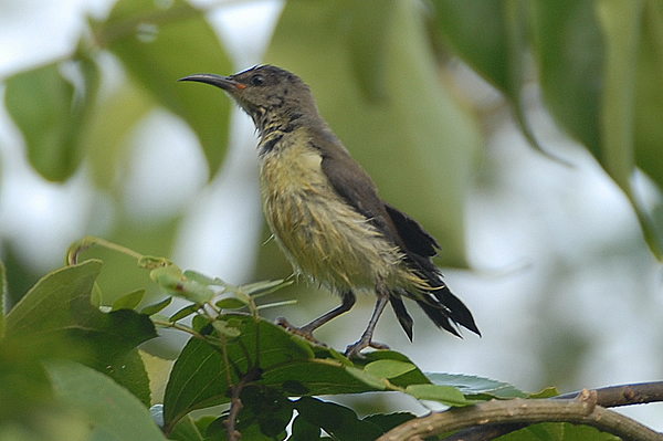 Purple-rumped Sunbird