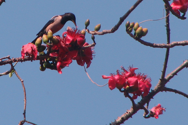 Rose-coloured Starling